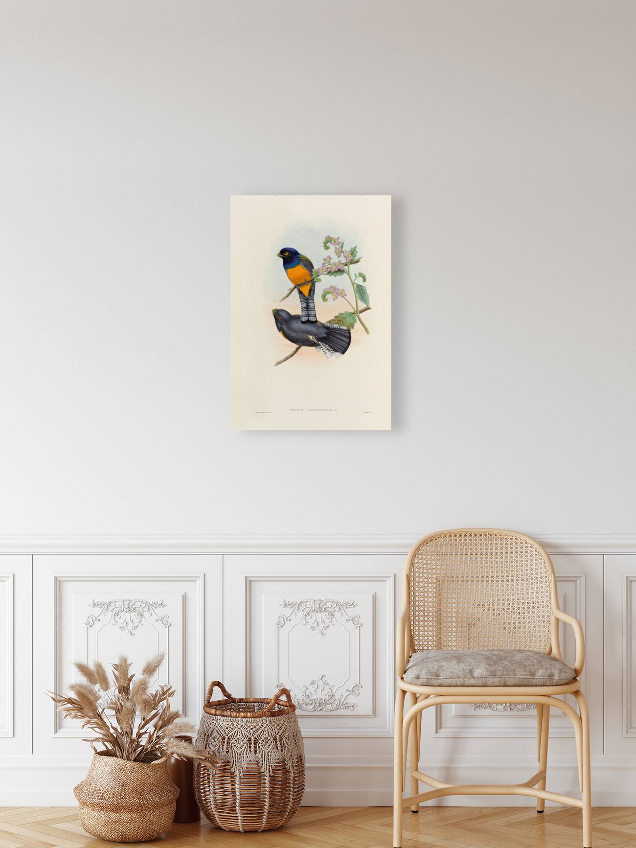 John Gould trogons 046 Reproduction