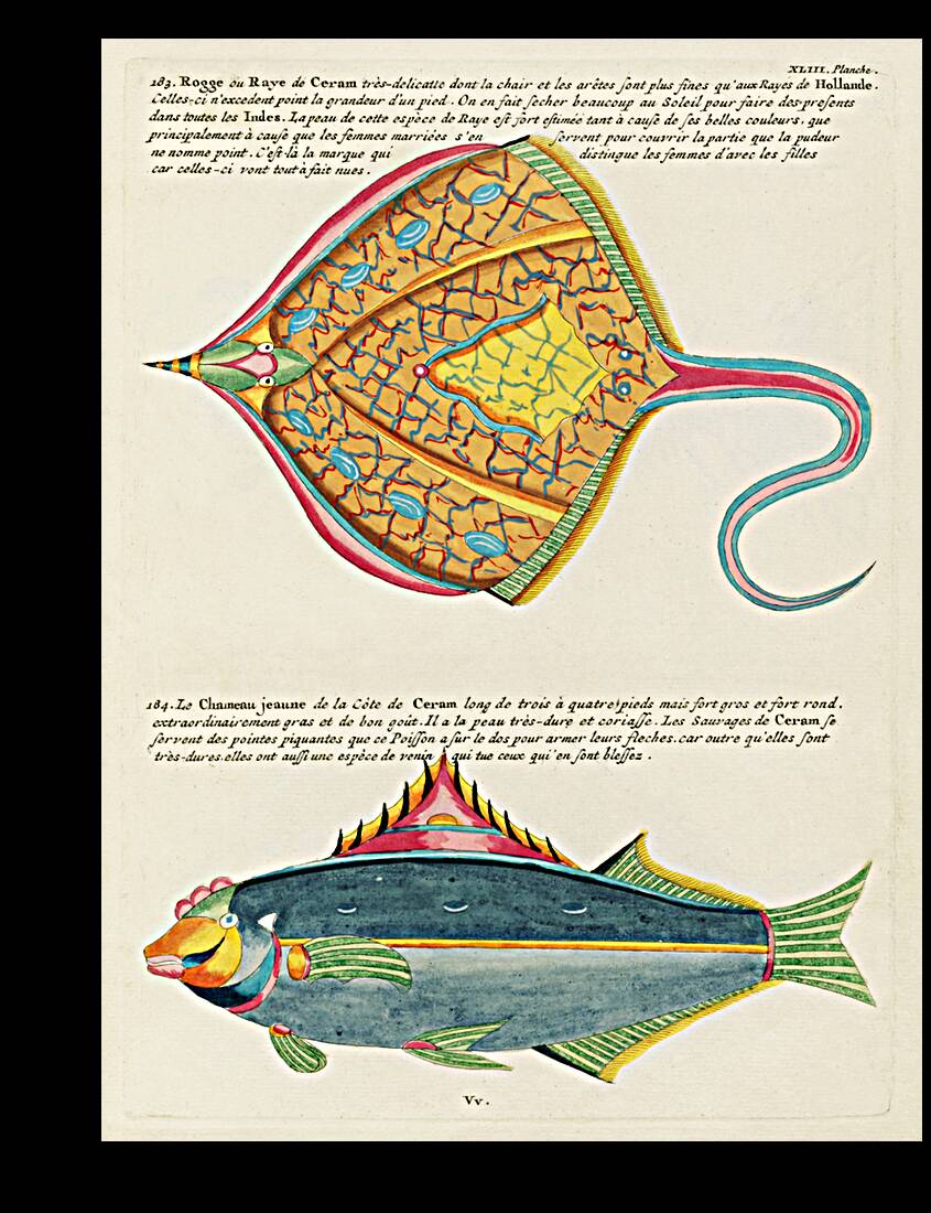 Colourful and surreal illustrations of fishes found in Moluccas Indonesia and the East Indies by Louis Renard 1678 -1746 from Histoire naturelle des plus rares curiositez de la mer des Indes 1754. Reproduction