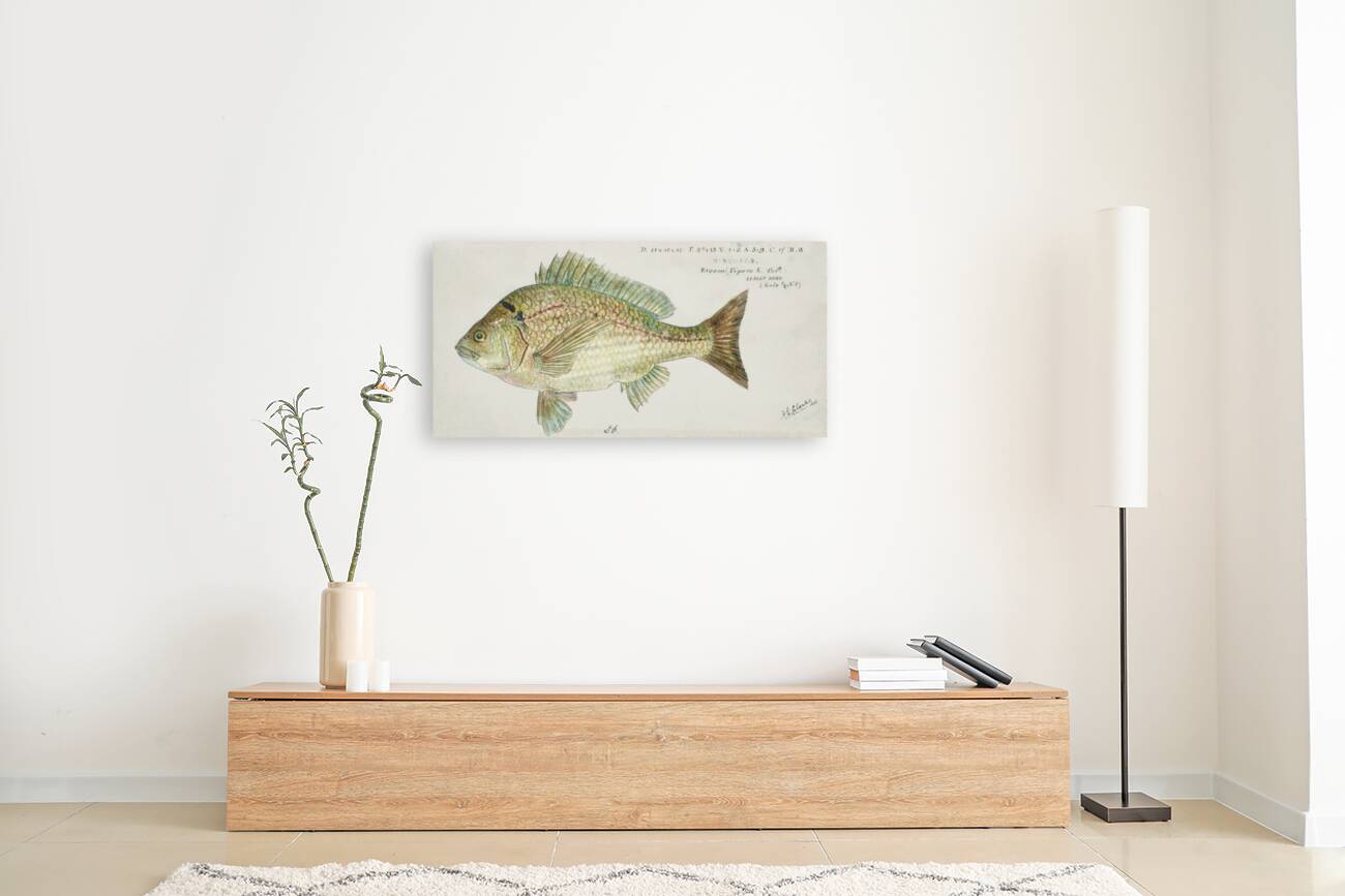 Antique fish acanthopagrus butcheri black bream South Pacific Fishes by Frank Edward Clarke 1849-1899.  Reproduction