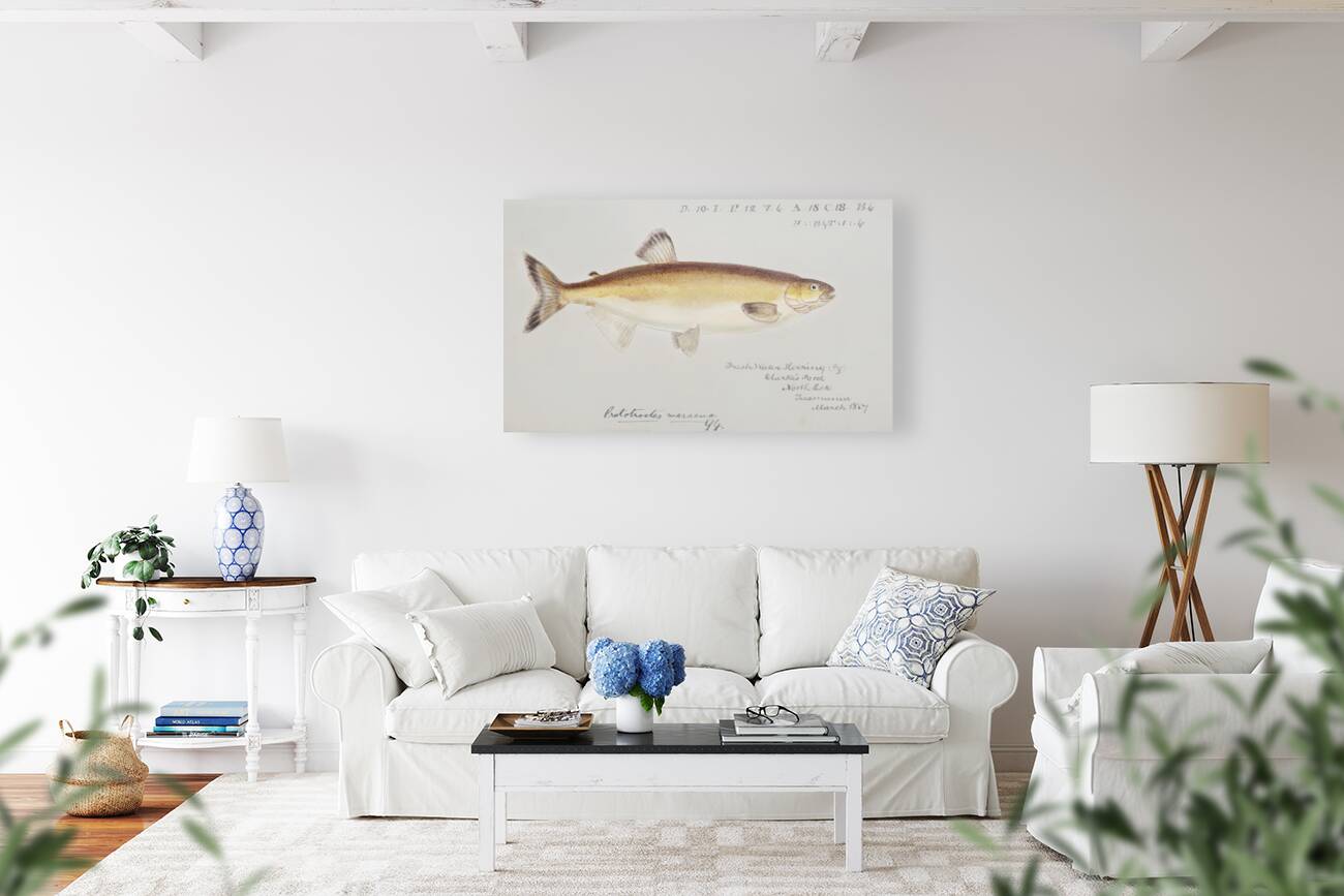 Antique fish prototroctes maraena australian grayling South Pacific Fishes by Frank Edward Clarke 1849-1899.  Reproduction