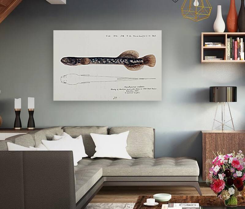 Antique fish Neochanna apoda apoda South Pacific Fishes by Frank Edward Clarke 1849-1899.  Reproduction