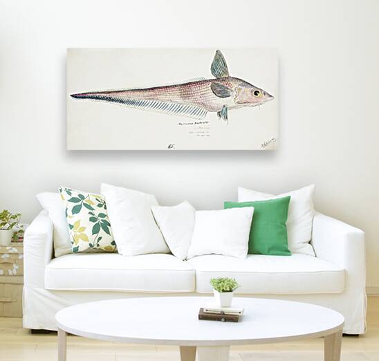 Antique fish Coelorinchus sp NZ : Rattail South Pacific Fishes by Frank Edward Clarke 1849-1899.  Reproduction