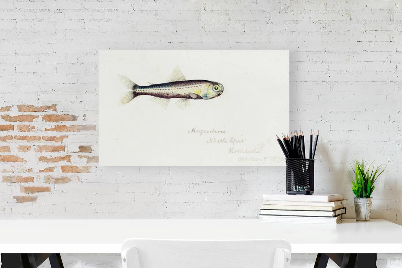 Antique fish Maurolicus muelleri South Pacific Fishes by Frank Edward Clarke 1849-1899.  Reproduction