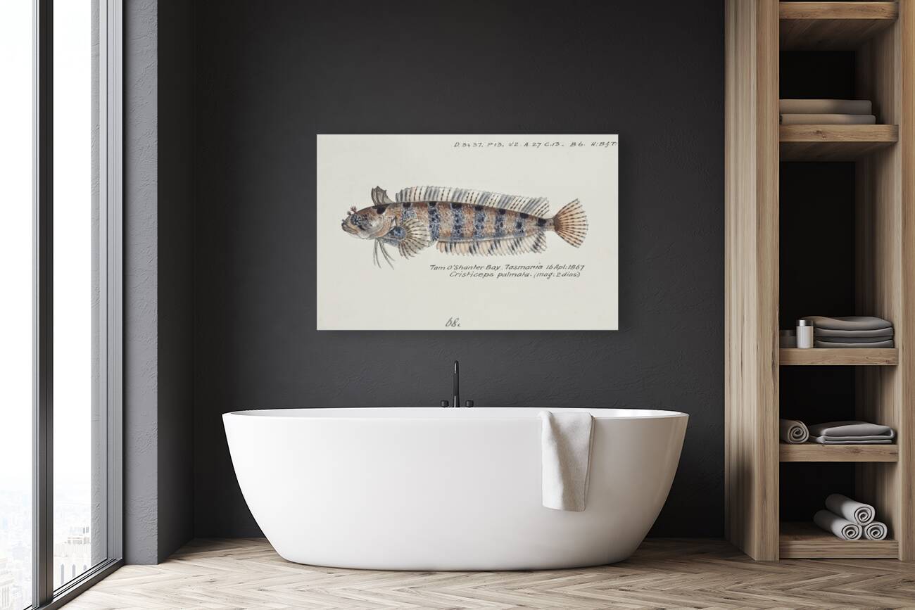 Antique fish possibly heteroclinus sp weedfish South Pacific Fishes by Frank Edward Clarke 1849-1899.  Reproduction