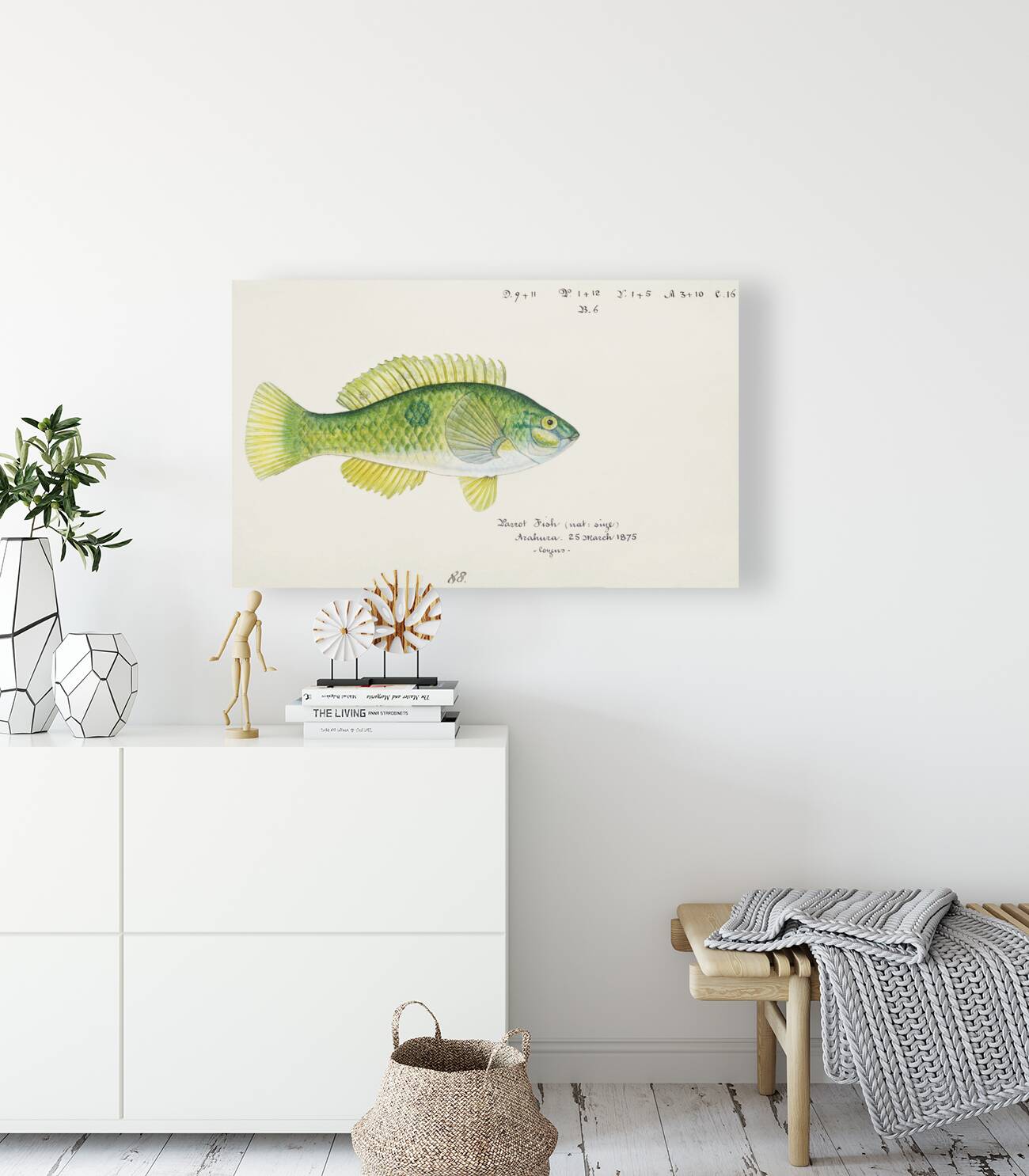 Antique fish Wrasse South Pacific Fishes by Frank Edward Clarke 1849-1899.  Reproduction