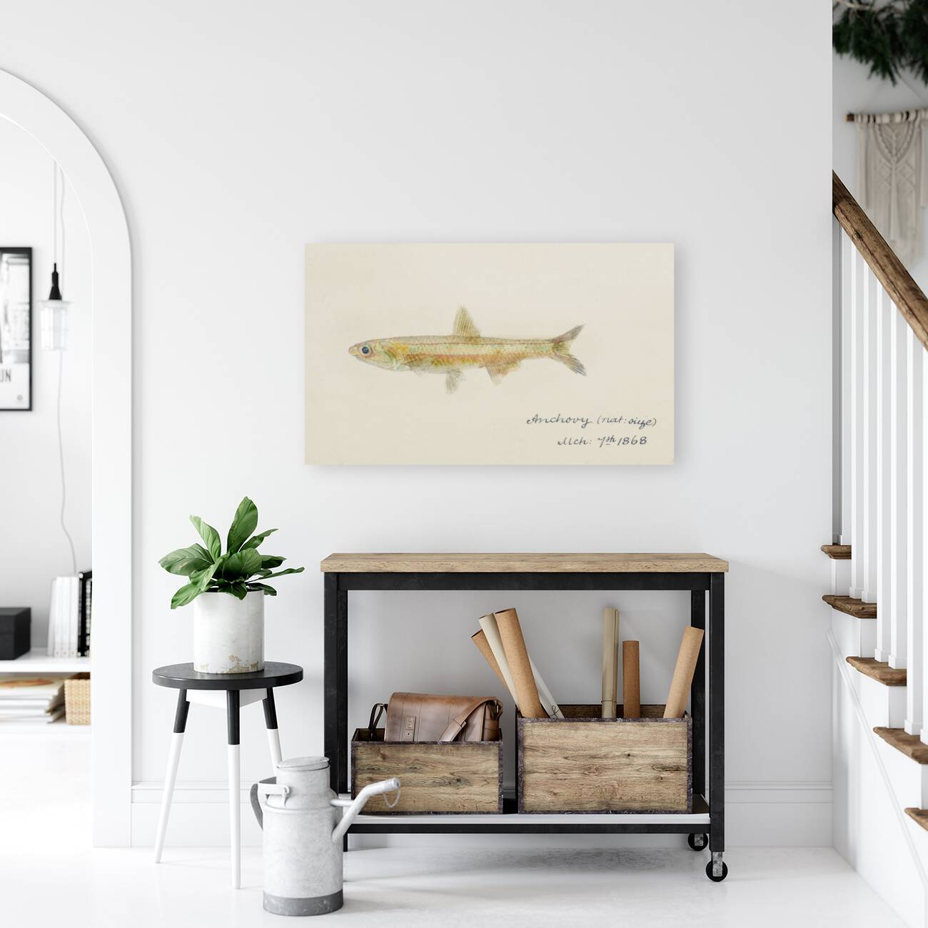 Antique fish engraulis australis anchovy South Pacific Fishes by Frank Edward Clarke 1849-1899.  Reproduction