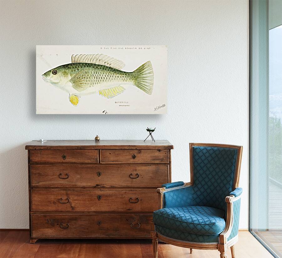 Antique fish Wrasse South Pacific Fishes by Frank Edward Clarke 1849-1899.  Reproduction