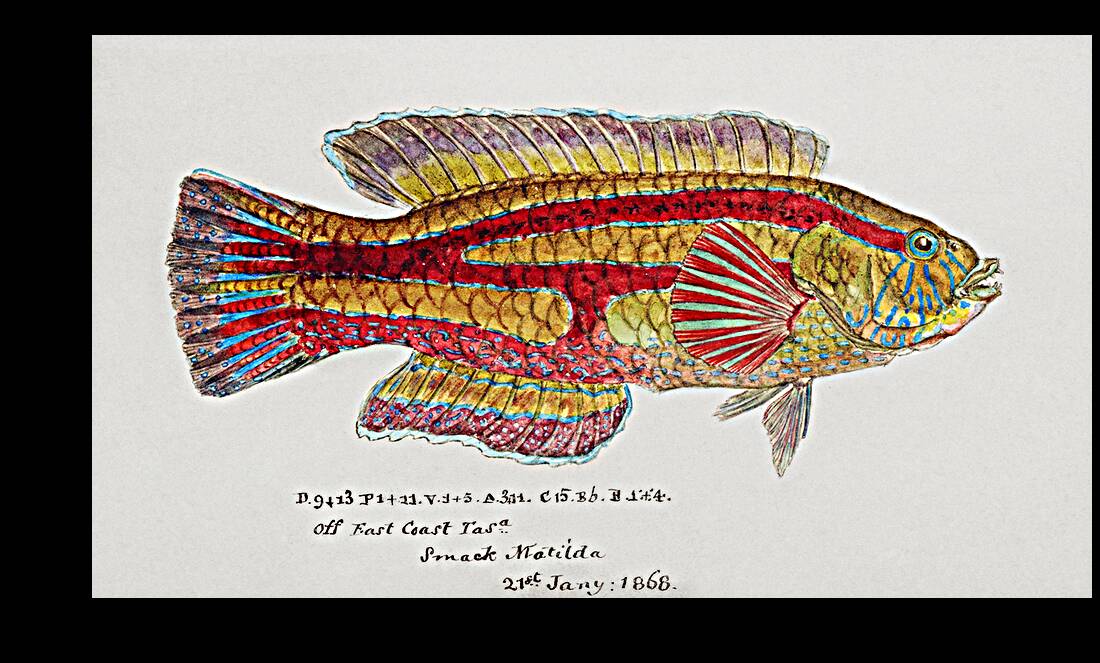 Antique Prickly anglerfish South Pacific Fishes by Frank Edward Clarke 1849-1899.  Reproduction
