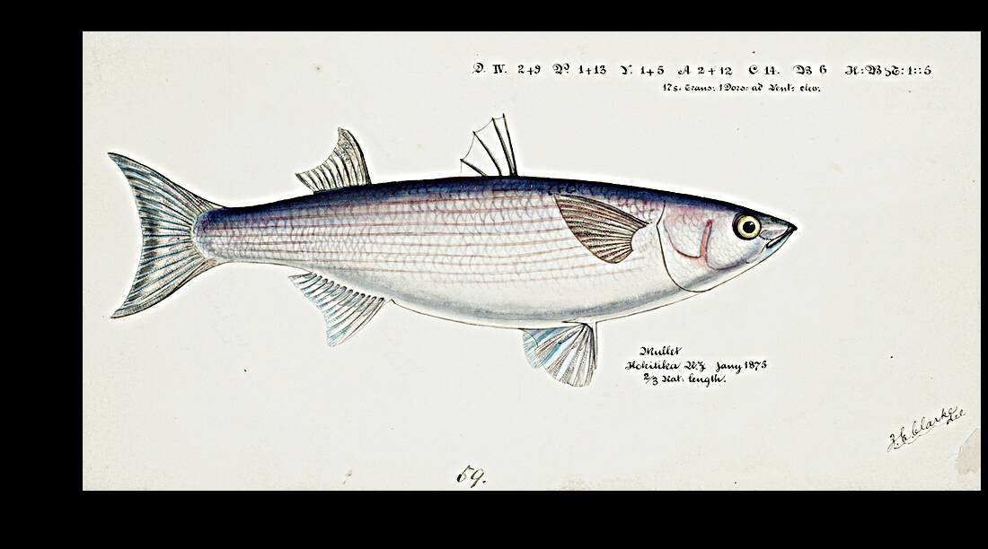 Antique fish Flathead grey mullet South Pacific Fishes by Frank Edward Clarke 1849-1899.  Reproduction