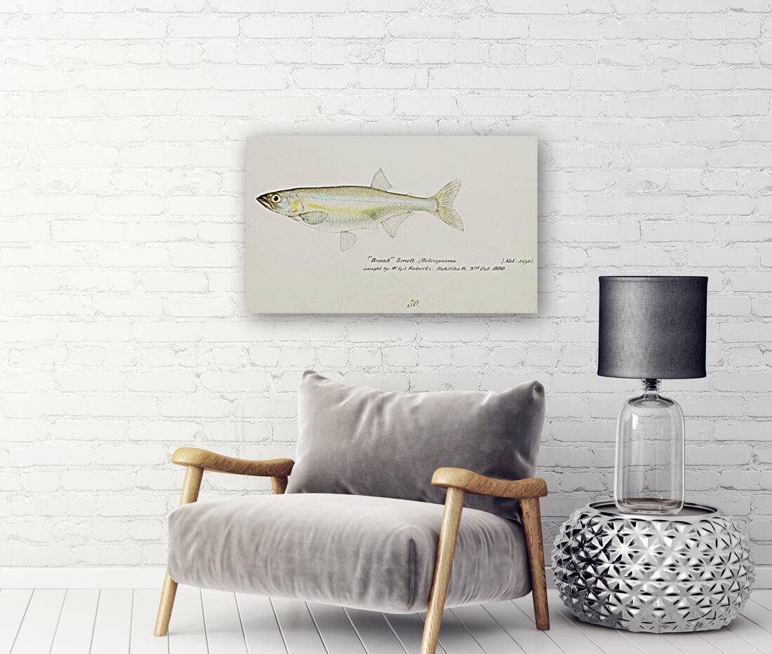 Antique fish Retropinna Retropinna South Pacific Fishes by Frank Edward Clarke 1849-1899.  Reproduction