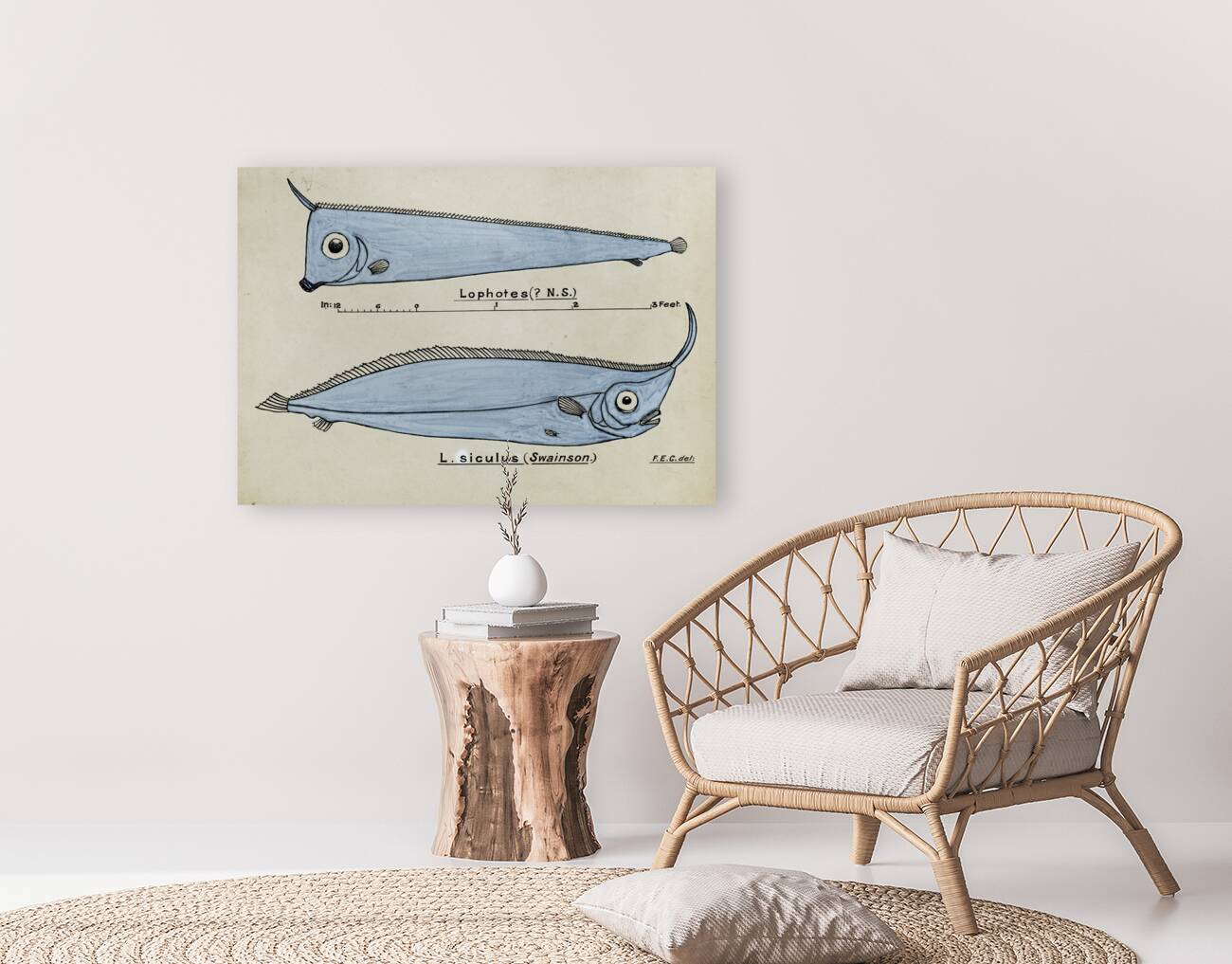 Antique fish Crested Bandfish South Pacific Fishes by Frank Edward Clarke 1849-1899.  Reproduction