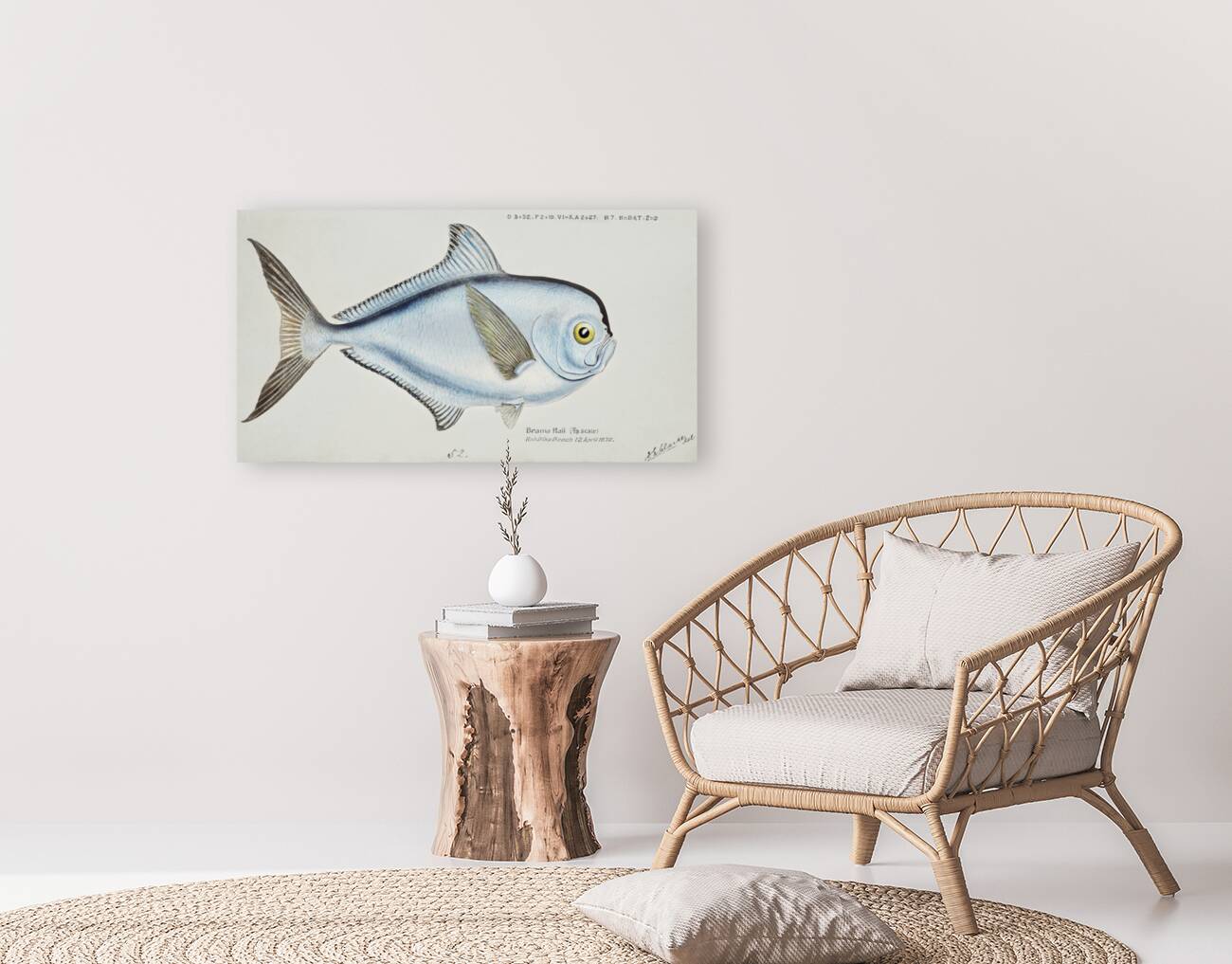 Antique fish Brama brama NZ - Ray’s Bream South Pacific Fishes by Frank Edward Clarke 1849-1899.  Reproduction