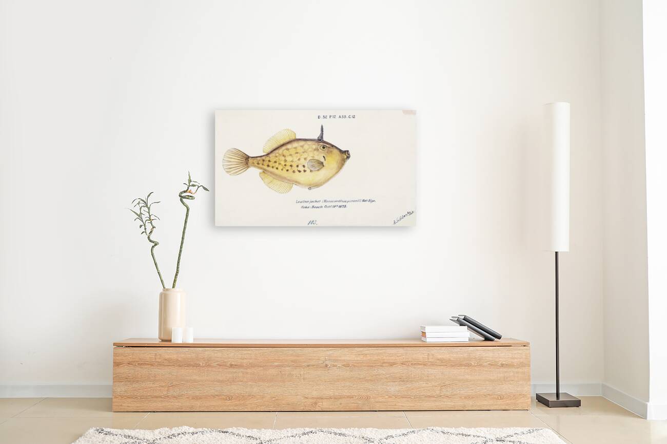 Antique fish Pseudomonacanthus peroni South Pacific Fishes by Frank Edward Clarke 1849-1899.  Reproduction