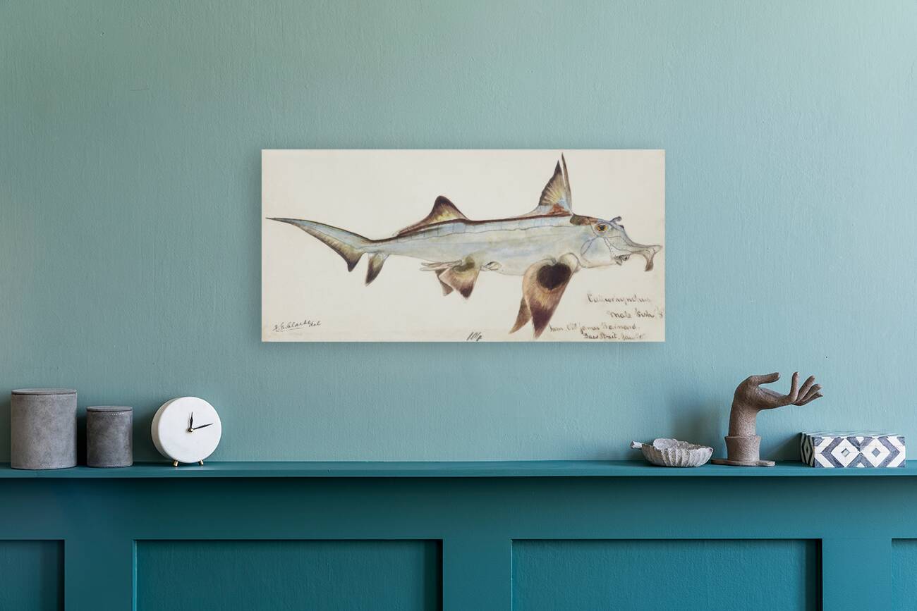 Antique fish callorhynchus milii elephant fish South Pacific Fishes by Frank Edward Clarke 1849-1899.  Reproduction