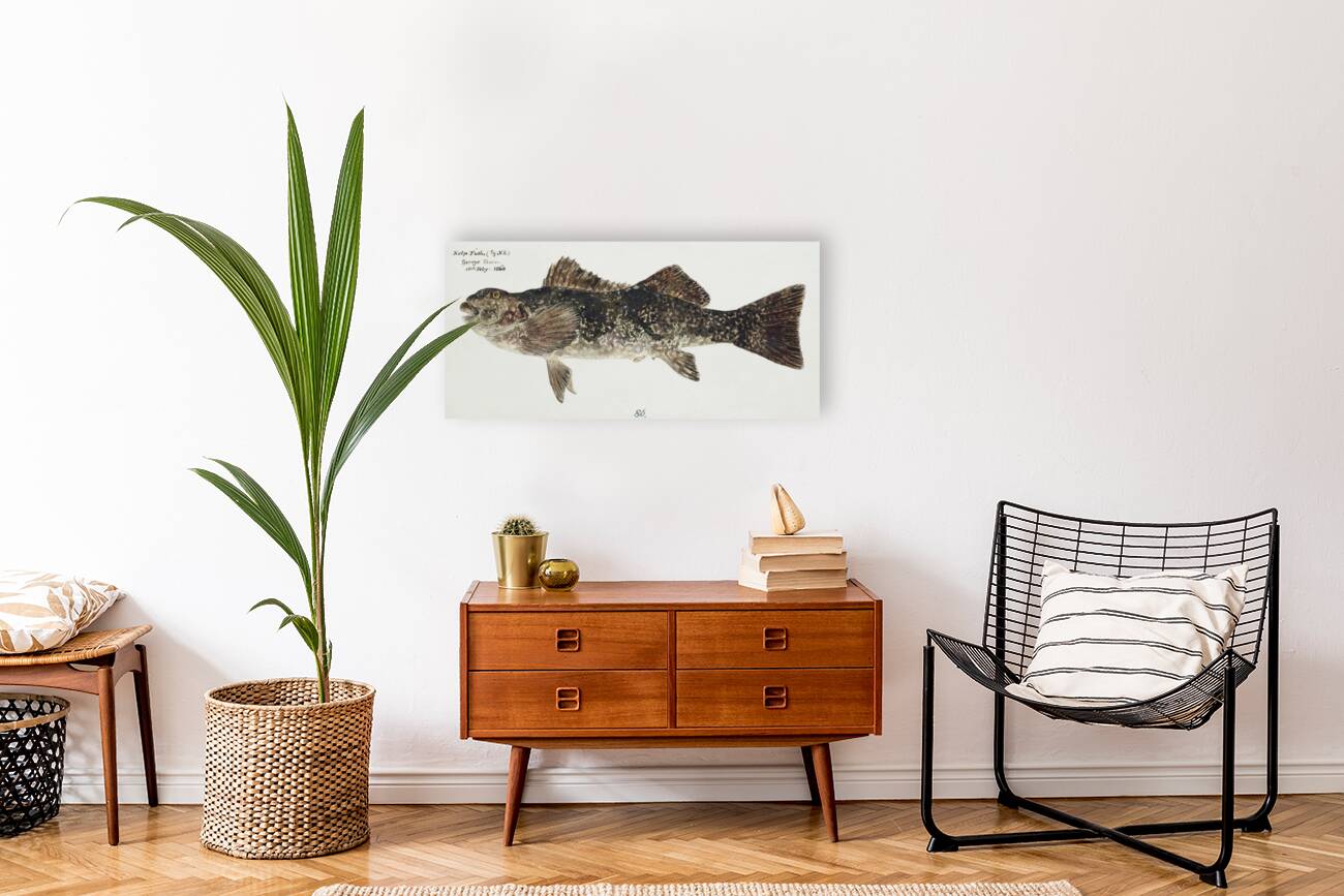 Antique fish aplodactylus arctidens marblefish keke South Pacific Fishes by Frank Edward Clarke 1849-1899.  Reproduction