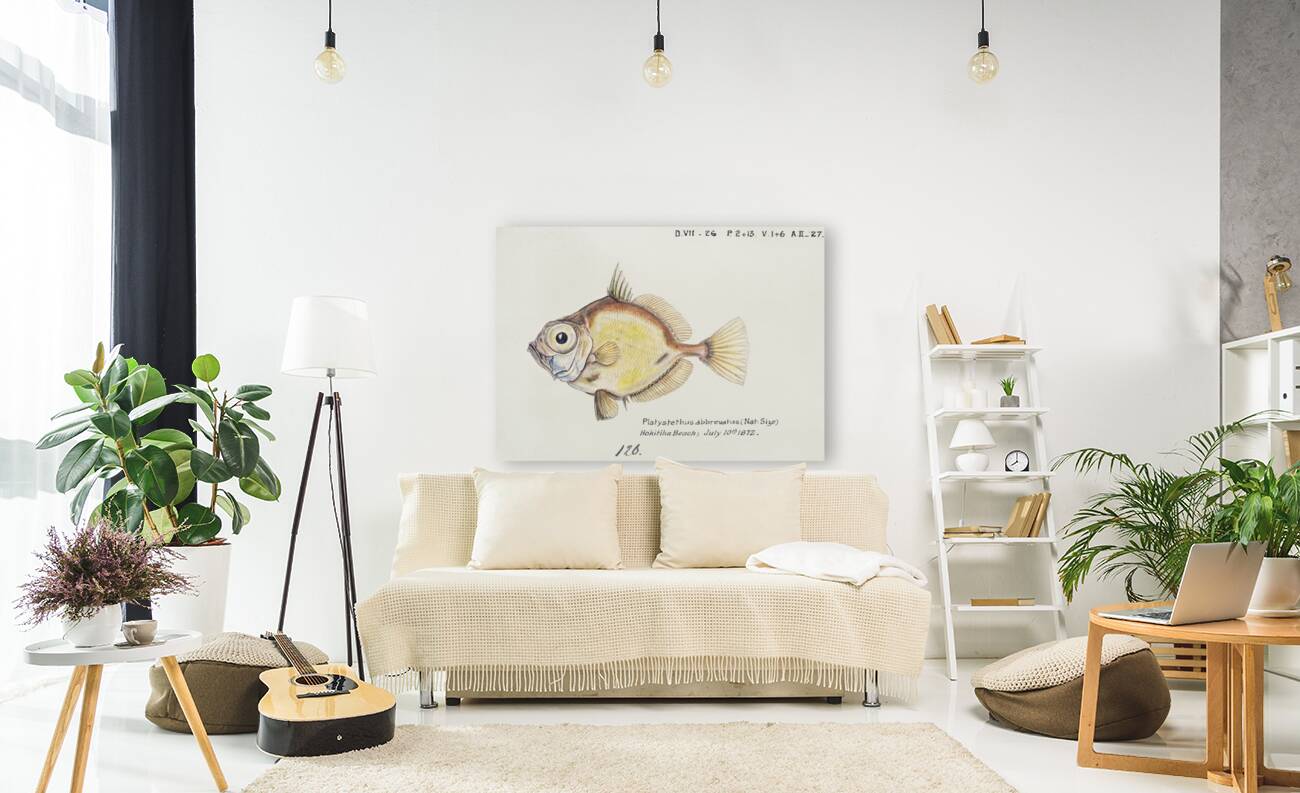 Antique fish Platystethus abbrevatus South Pacific Fishes by Frank Edward Clarke 1849-1899.  Reproduction