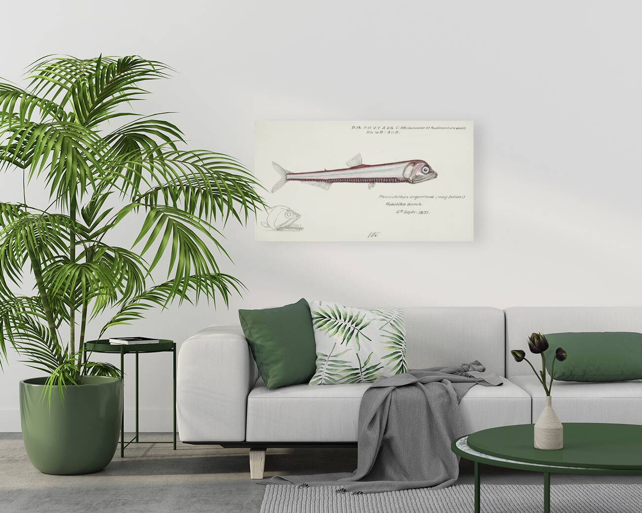 Antique fish Photichthys argenteus NZ : Lighthouse fish South Pacific Fishes by Frank Edward Clarke 1849-1899.  Reproduction