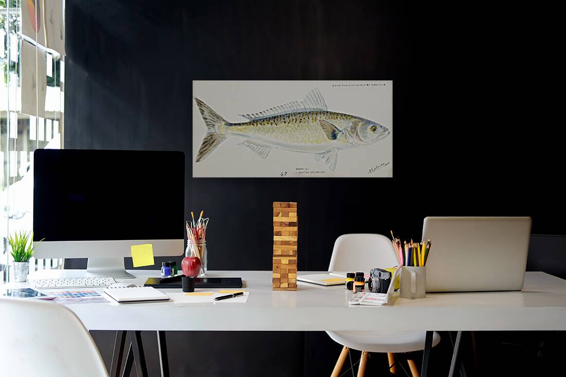 Antique fish Arripis trutta NZ : Kahawai South Pacific Fishes by Frank Edward Clarke 1849-1899.  Reproduction