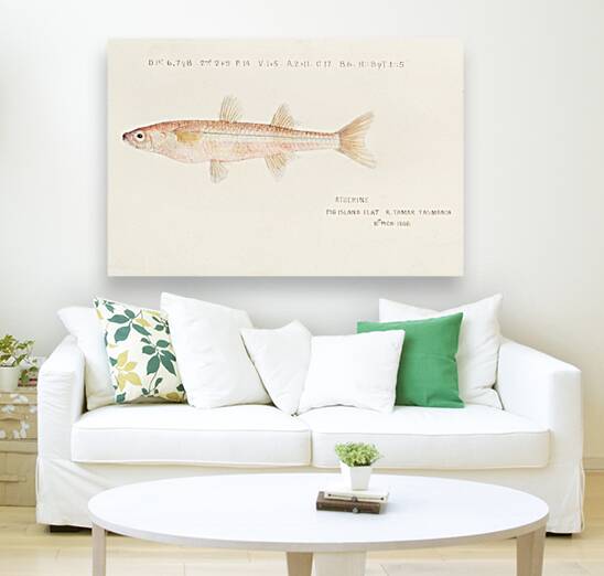 Antique fish athennidae South Pacific Fishes by Frank Edward Clarke 1849-1899.  Reproduction