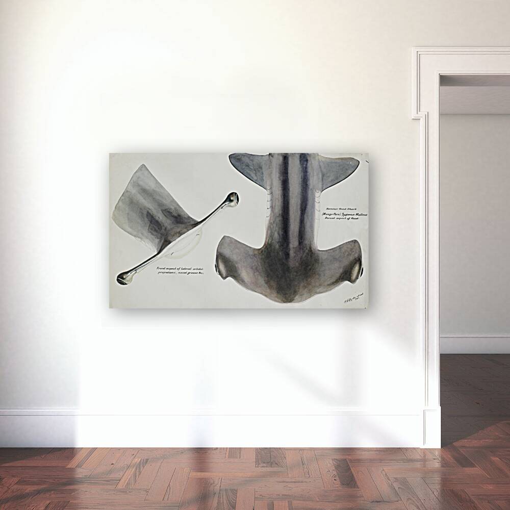 Antique fish Hammerhead Shark South Pacific Fishes by Frank Edward Clarke 1849-1899.  Reproduction