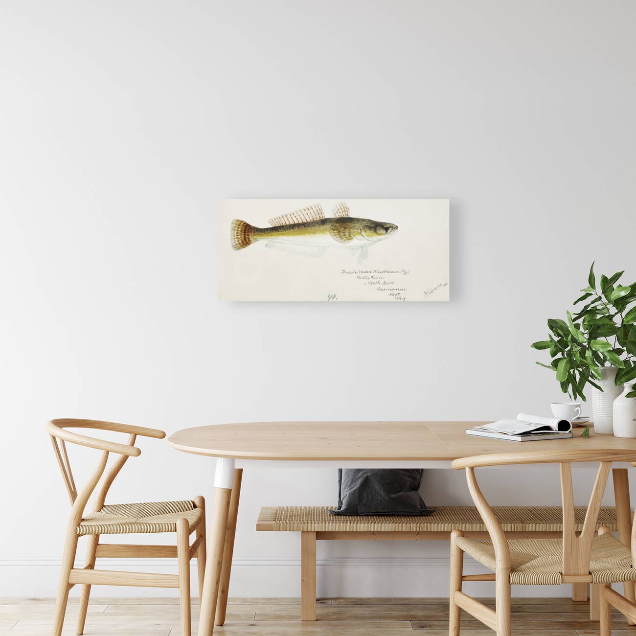 Antique fish platycephalus bassensis South Pacific Fishes by Frank Edward Clarke 1849-1899.  Reproduction