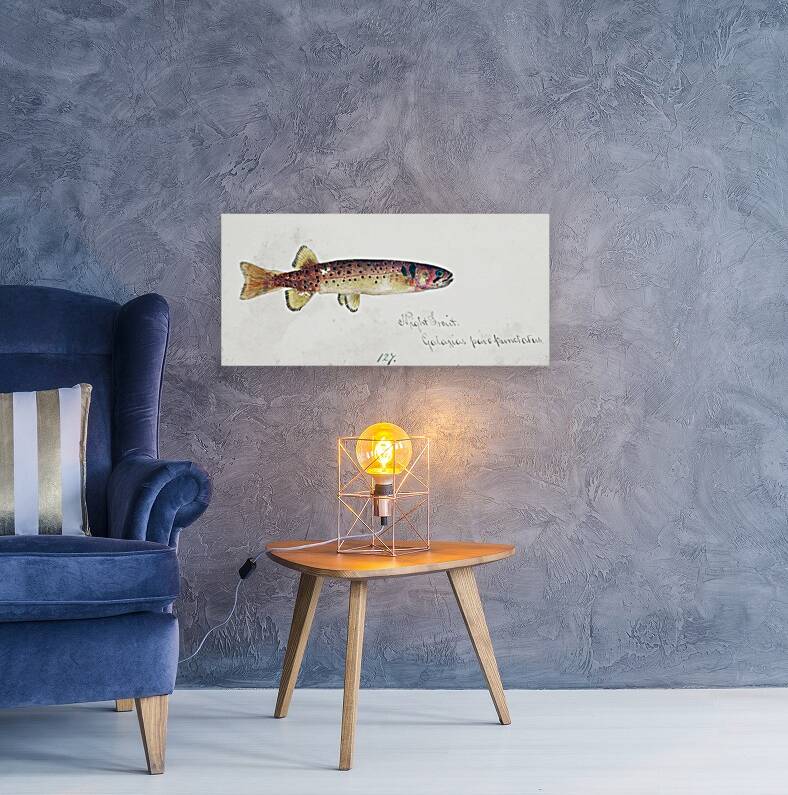 Antique fish Galaxias Maculatus South Pacific Fishes by Frank Edward Clarke 1849-1899.  Reproduction