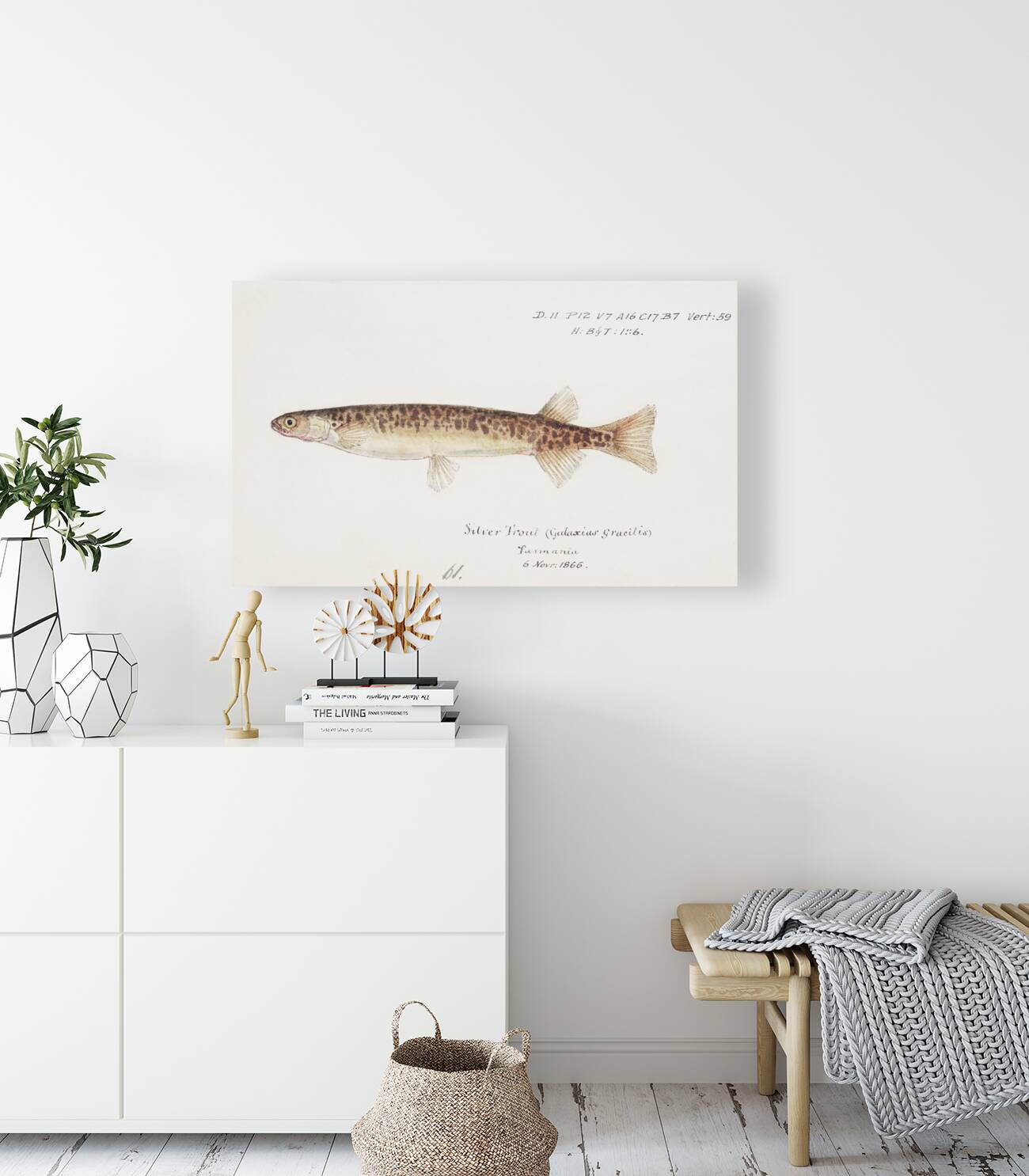 Antique fish galaxias gracilis dwarf inanga South Pacific Fishes by Frank Edward Clarke 1849-1899.  Reproduction