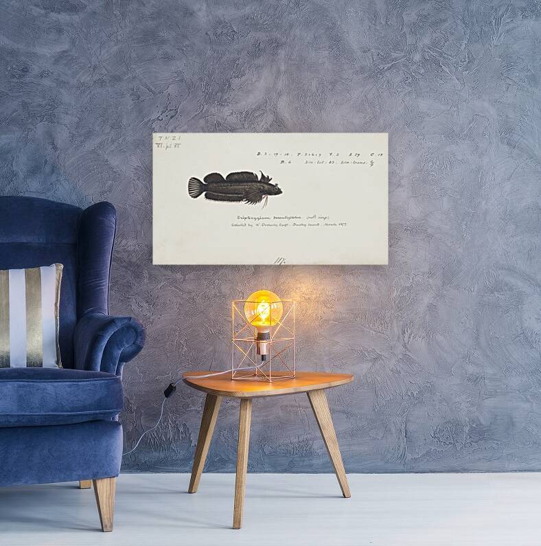 Antique fish latridopsis forsteri copper moki South Pacific Fishes by Frank Edward Clarke 1849-1899.  Reproduction