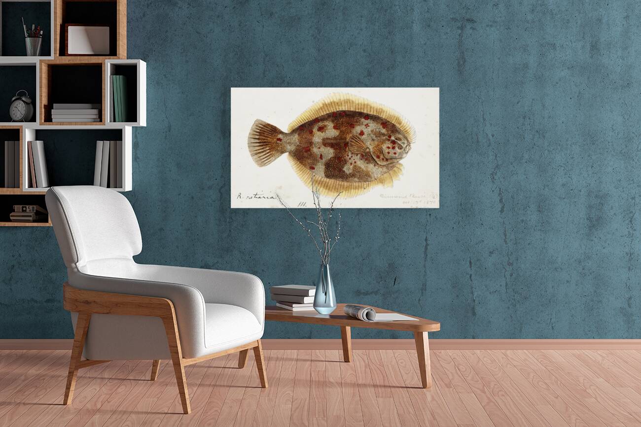 Antique fish Rhombosolea retiaria NZ : Black flounder South Pacific Fishes by Frank Edward Clarke 1849-1899.  Reproduction