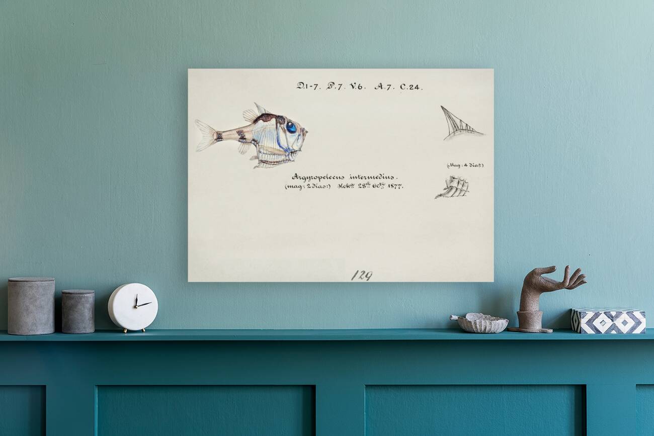 Antique drawing watercolor common hatchetfish marine life. South Pacific Fishes by Frank Edward Clarke 1849-1899. Reproduction