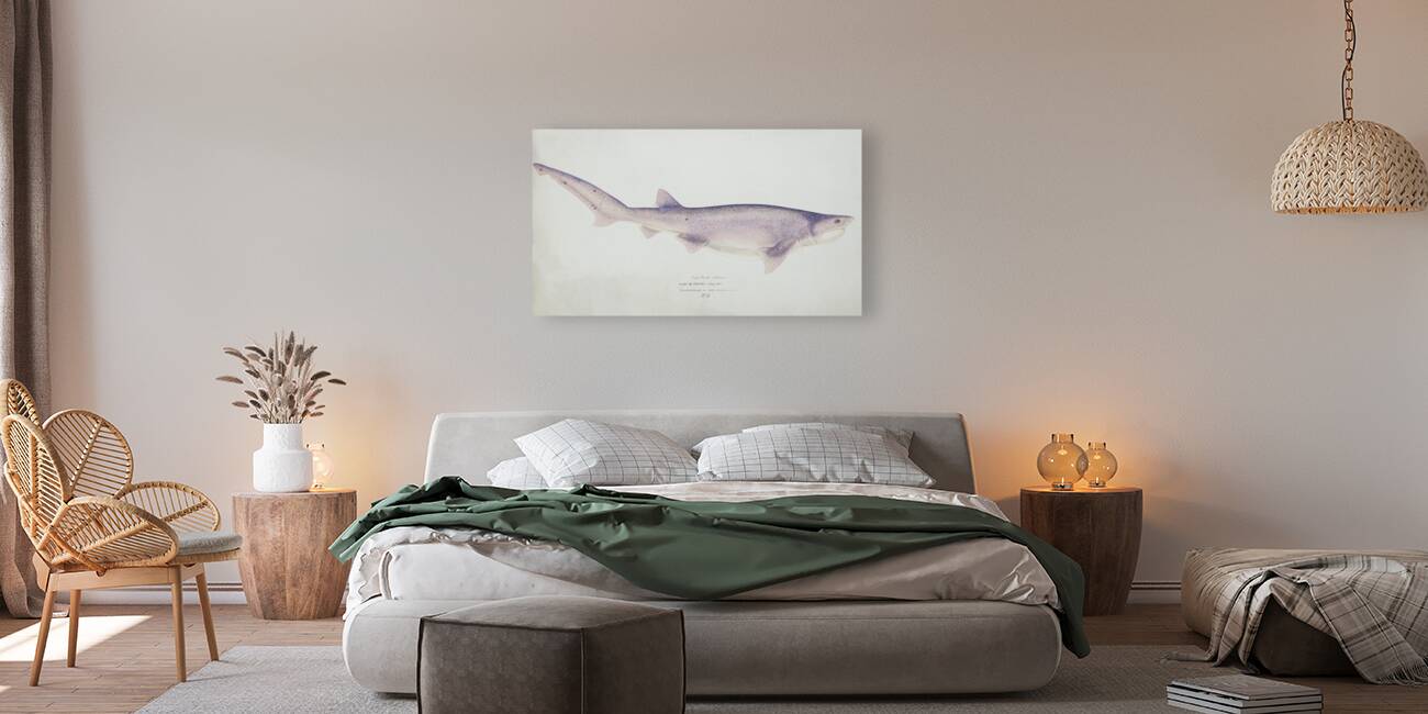 Antique fish Tiger Shark South Pacific Fishes by Frank Edward Clarke 1849-1899.  Reproduction