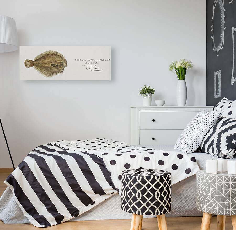 Antique fish possibly ammotretis sp flounder South Pacific Fishes by Frank Edward Clarke 1849-1899.  Reproduction