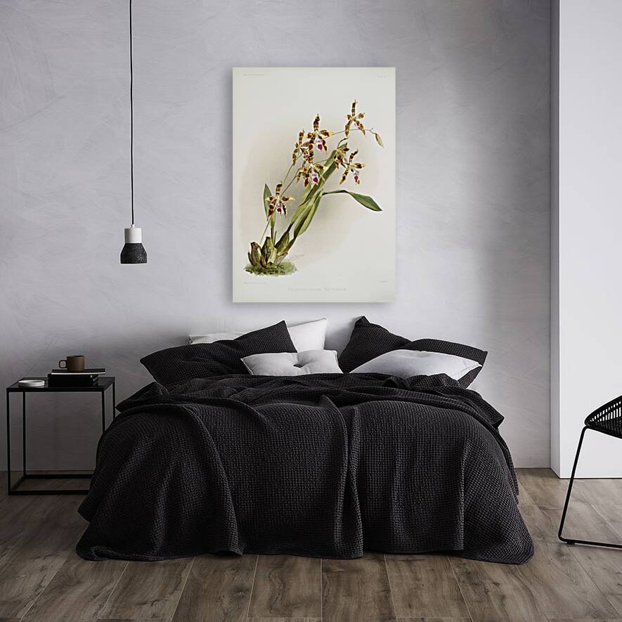 Odontoglossum wattianum from Reichenbachia Orchids 1888-1894 illustrated by Frederick Sander 1847-1920.  Reproduction