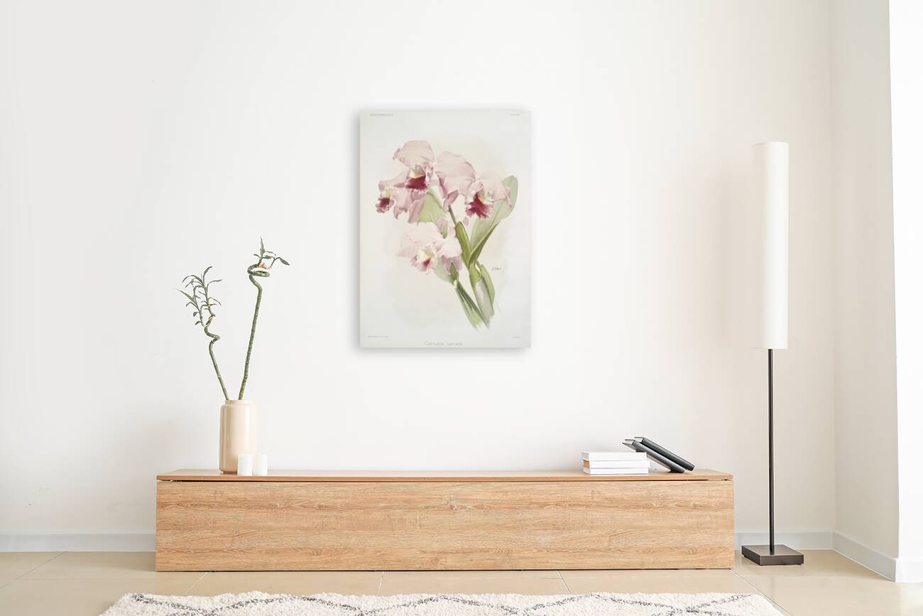 Cattleya labiata from Reichenbachia Orchids 1888-1894 illustrated by Frederick Sander 1847-1920.  Reproduction