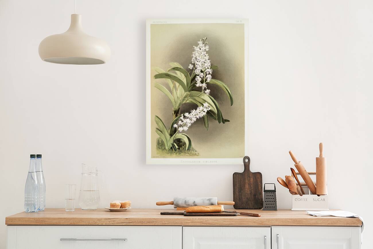 Saccolabium cœleste from Reichenbachia Orchids 1888-1894 illustrated by Frederick Sander 1847-1920.  Reproduction