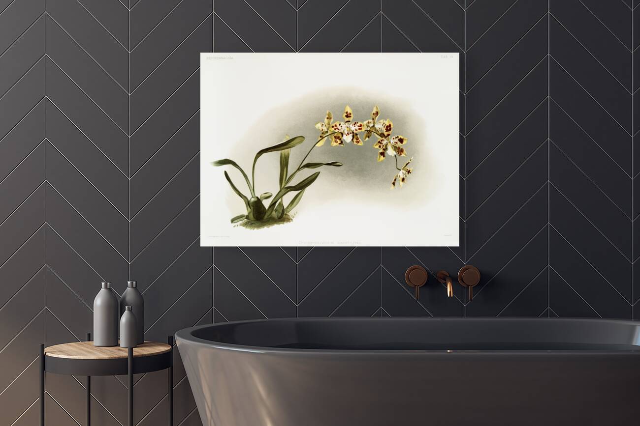 Odontoglossum excellens from Reichenbachia Orchids 1888-1894 illustrated by Frederick Sander 1847-1920.  Reproduction