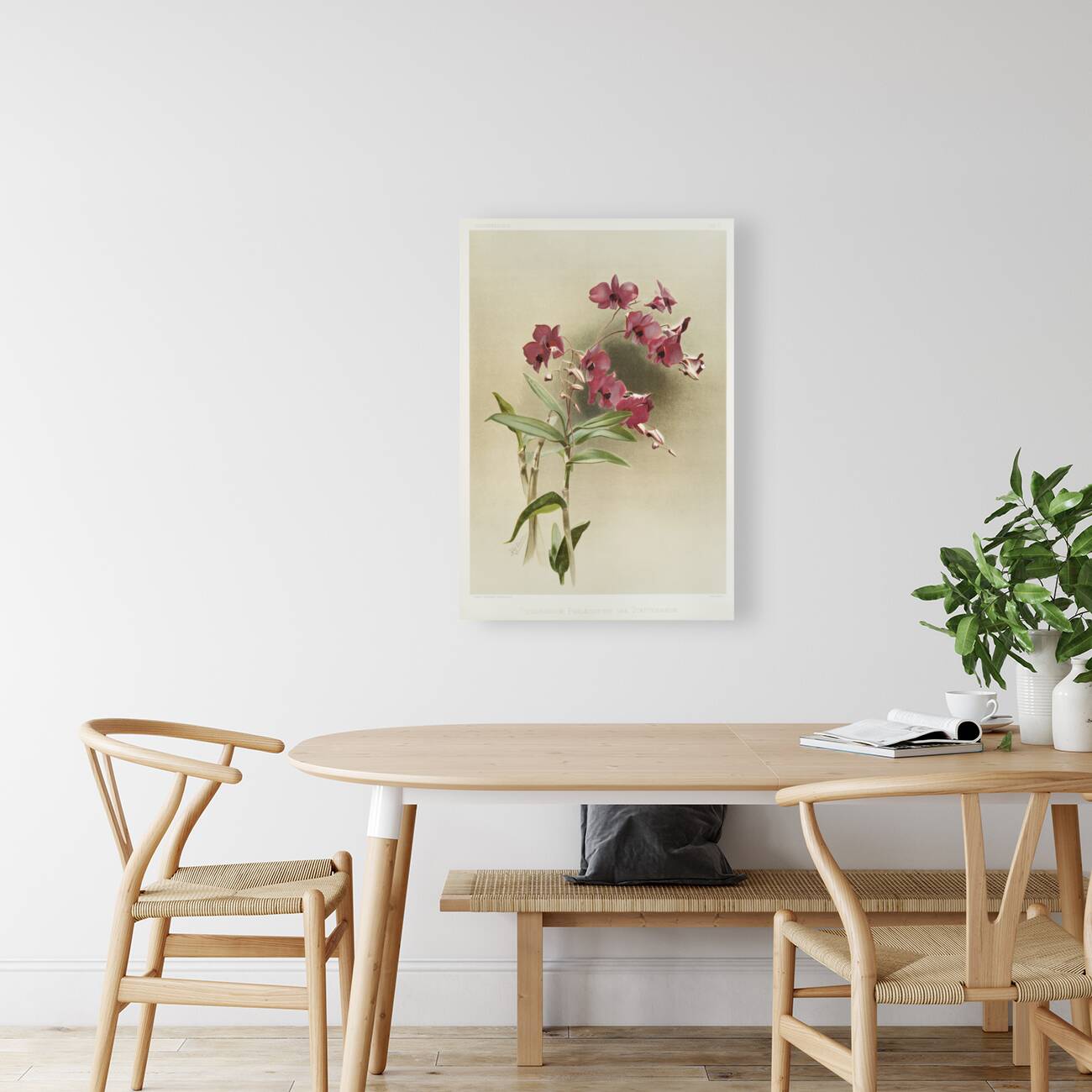 Dendrobium phalænopsis var statterianum from Reichenbachia Orchids 1888-1894 illustrated by Frederick Sander 1847-1920.  Reproduction