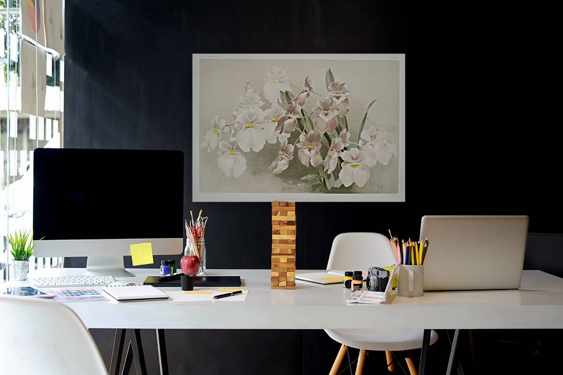 Odontoglossum vexillarium from Reichenbachia Orchids 1888-1894 illustrated by Frederick Sander 1847-1920.  Reproduction