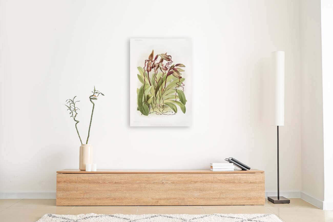 Cypripedium sanderianum from Reichenbachia Orchids 1888-1894 by Frederick Sander 1847-1920. Reproduction