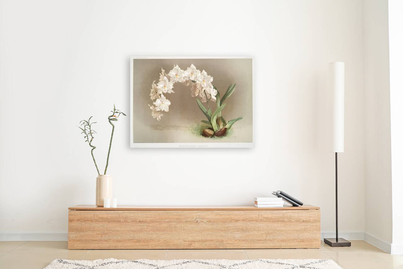 Odontoglossum crispum from Reichenbachia Orchids 1888-1894 by Frederick Sander 1847-1920.  Reproduction