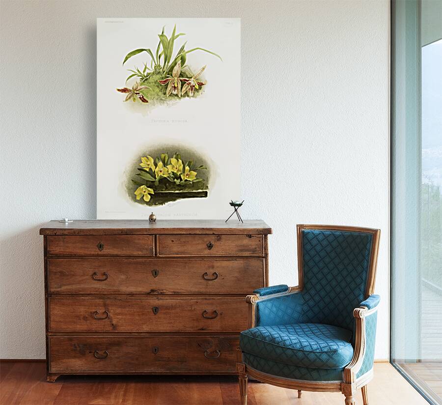 Paphinia rugosa Zygopetalum xanthinum from Reichenbachia Orchids 1888-1894 illustrated by Frederick Sander 1847-1920.  Reproduction