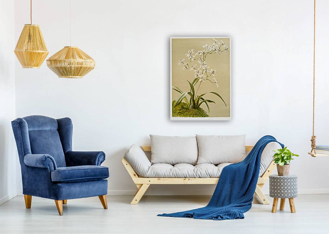 Odontoglossum ramosissimum from Reichenbachia Orchids 1888-1894 illustrated by Frederick Sander 1847-1920.  Reproduction