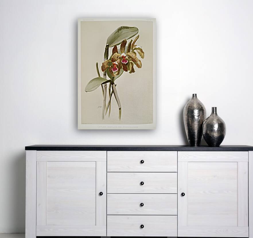 Cattleya granulosa var schofieldiana from Reichenbachia Orchids 1888-1894 illustrated by Frederick Sander 1847-1920.  Reproduction