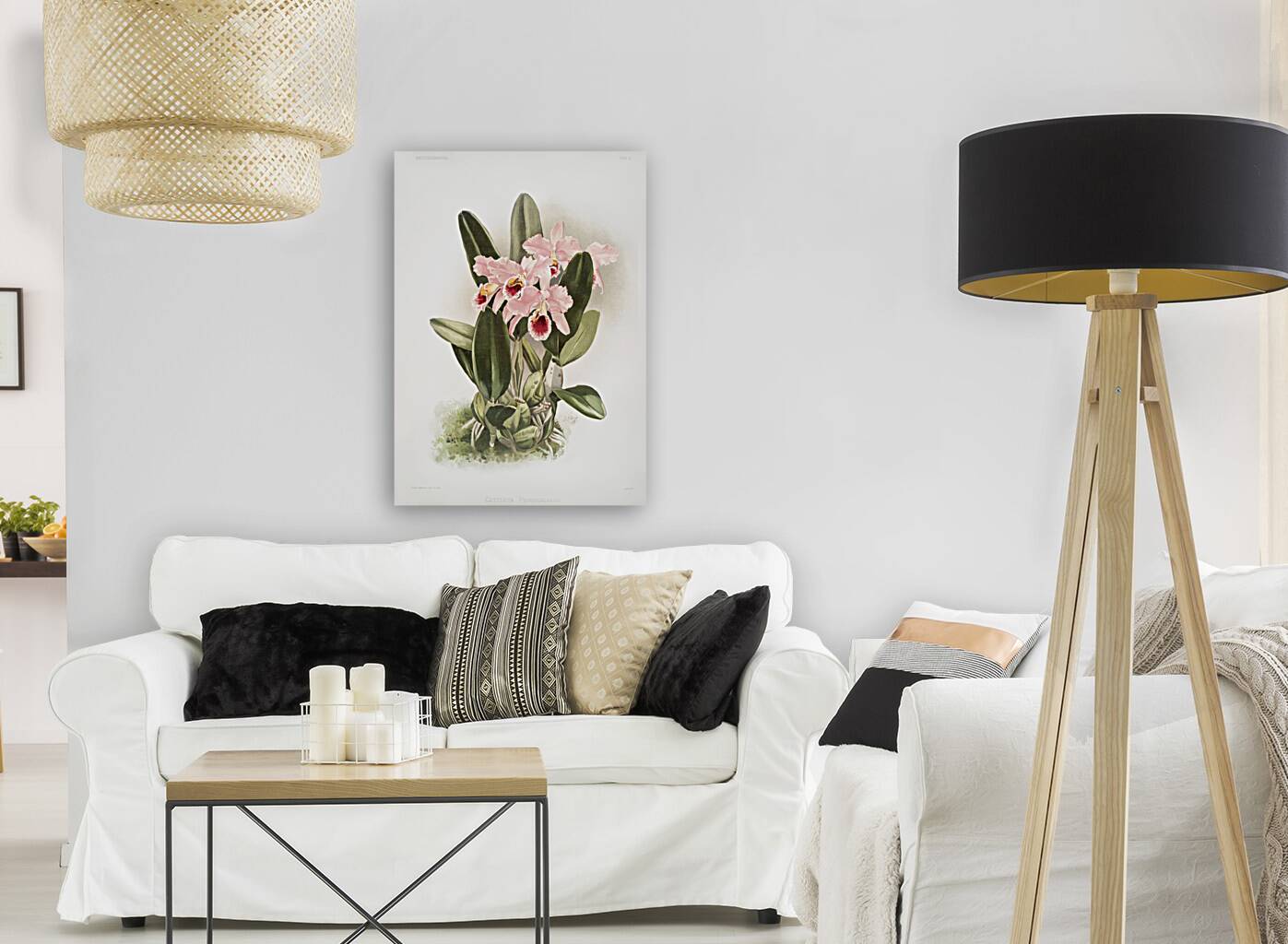 Cattleya Percivaliana from Reichenbachia Orchids 1888-1894 by Frederick Sander 1847-1920.  Reproduction