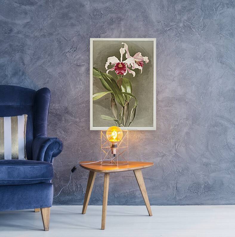 Cattleya hybrida arnoldiana from Reichenbachia Orchids 1888-1894 illustrated by Frederick Sander 1847-1920.  Reproduction