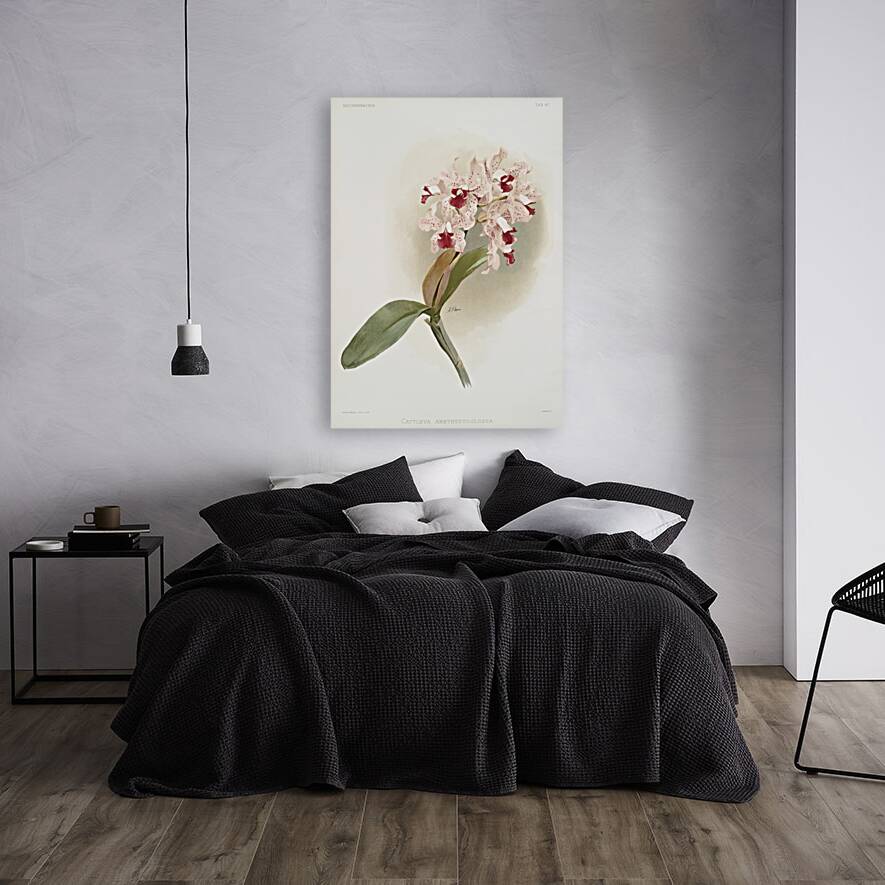 Cattleya amethystoglossa from Reichenbachia Orchids 1888-1894 illustrated by Frederick Sander 1847-1920.  Reproduction