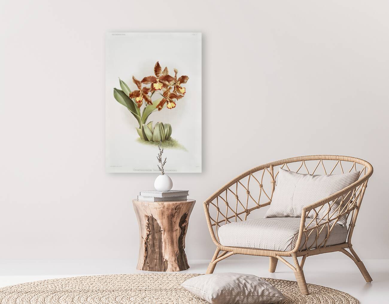 Odontoglossum insleayi splendens from Reichenbachia Orchids 1888-1894 illustrated by Frederick Sander 1847-1920.  Reproduction