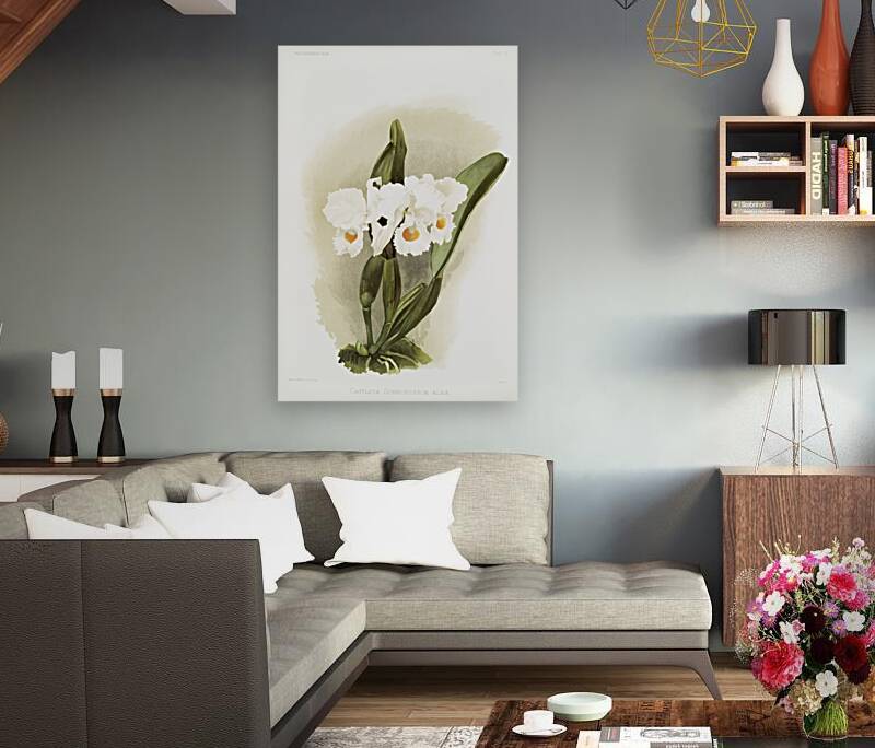 Cattleya schroederoe alba from Reichenbachia Orchids 1888-1894 illustrated by Frederick Sander 1847-1920.  Reproduction