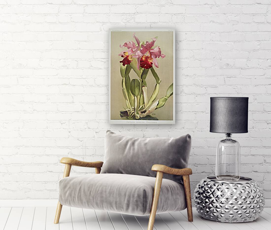 Cattleya hybrida hardyana from Reichenbachia Orchids 1888-1894 illustrated by Frederick Sander 1847-1920.  Reproduction