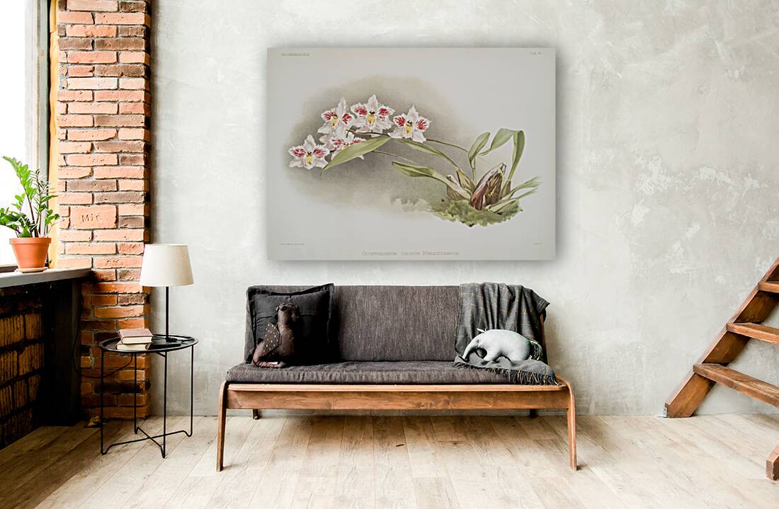 Odontoglossum crispum Kinlesideanum from Reichenbachia Orchids 1888-1894 illustrated by Frederick Sander 1847-1920.  Reproduction